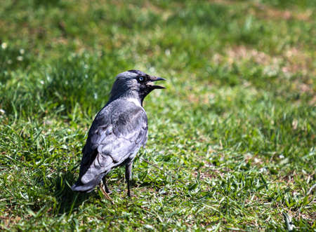 The Hooded Crow (Corvus Cornix) is a Eurasian bird species in the crow genus. Closeの写真素材