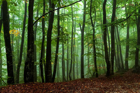 View inside of the foggy forest on the trees. Scenic foggy landscape