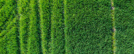 banner with a top view of grass texture with tracesの写真素材