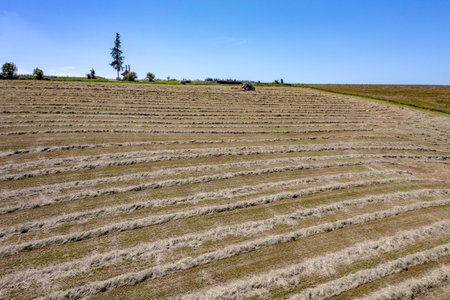 Processing silage with tractor in the field. Preparation of food for animals for the winter.