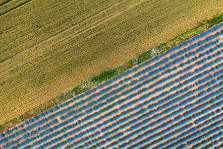 Aerial view of lavender and wheat field. Top view