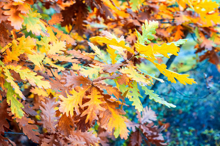 colorful autumn leaves on a tree branch. Nature backgroundの写真素材