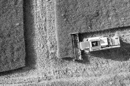 Aerial view of harvesting with combine ho mows wheat. Harvesting the fields. Black and white