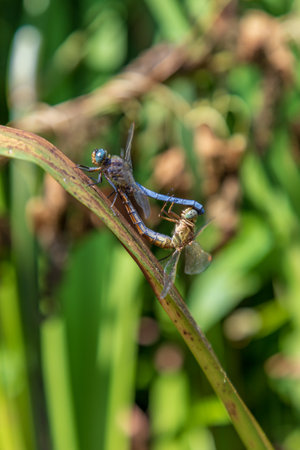 Dragonfly, male and female during the breeding season. Make loveの写真素材