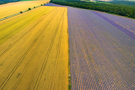 Aerial view of lavender and wheat fields. Top viewの写真素材