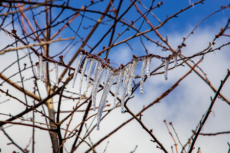 Beauty frozen tree branch in winter ice.の写真素材