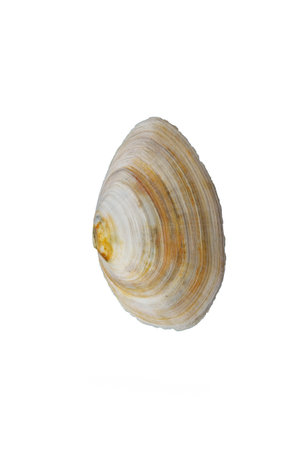 Sea big clam shell, isolated on white. Vertical view