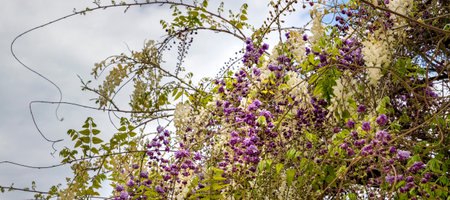 A panoramic view with the wisteria trellis.
