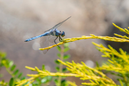 A colorful dragonfly balancing on a leaf.の写真素材