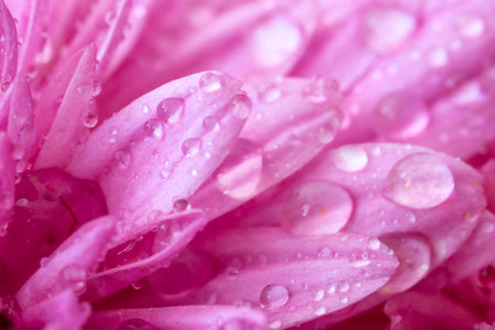 A close view of beautiful pink leaves with water drops.の写真素材