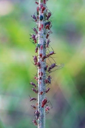 Amazing detailed macro of many aphids on the plant.