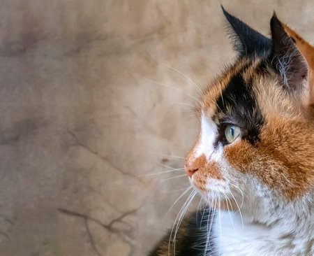 Adorable colorful cat portrait photoの写真素材