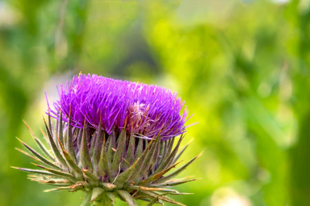 Colorful Wild-growing thistle on a green blurred background. Onopordum acanthium (cotton thistle,...