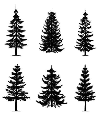 Pine trees collection Pine trees collection