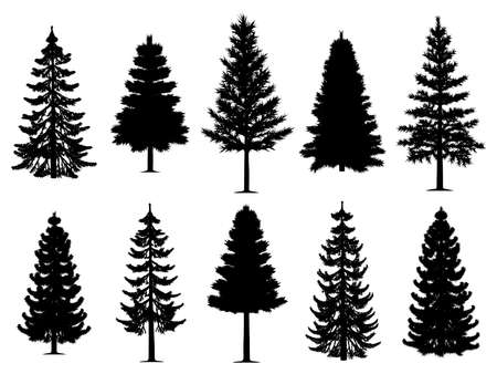 Collection of ten pine fir trees silhouettes. Isolated white background. EPS file available.のイラスト素材