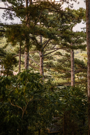 Tall pine trees in dense forest with lush needles and rugged bark, illuminated by warm early morning light. Nature scene capturing serene woodland beauty.の写真素材