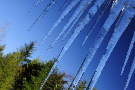 beautiful icicles against a backdrop of trees and the sky