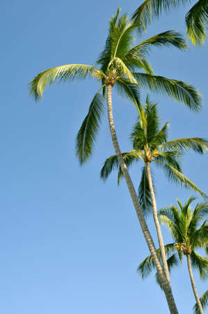 Group of palm trees against the sky