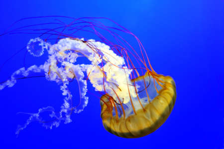 Lions mane jellyfish