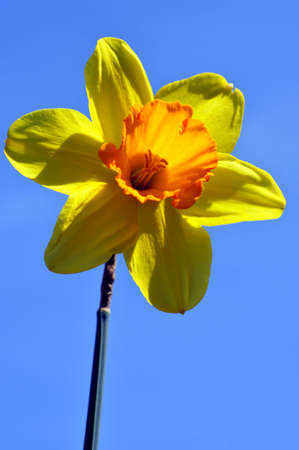 Spring daffodil against a backdrop of the sky