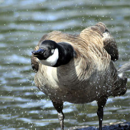 Canada goose shaking water off its bodyの写真素材
