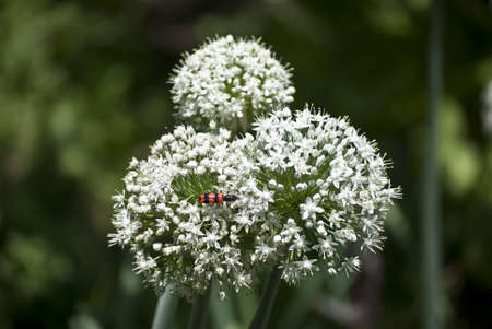 red insect in onion flowers