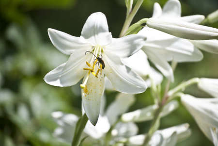The beetle sitting on a white lily blossom tree looks like a paradiseの写真素材