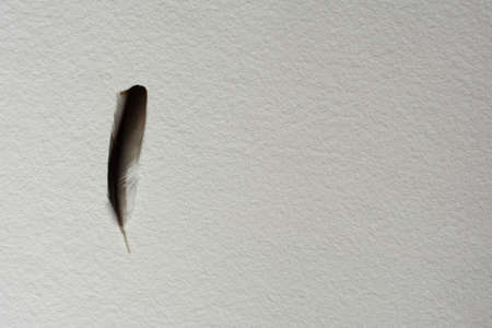 On a light gray uneven surface lies a beautiful dove's featherの写真素材