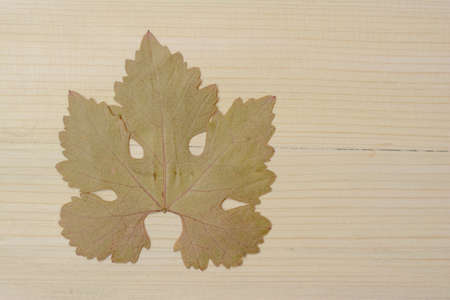 The lone grape leaf stands alone on the old wood, which reminds me of the sad days of autumn