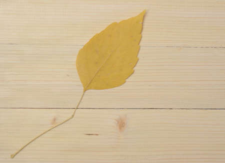 The beautiful yellow leaf is placed on the wood, which suggests the transience of lifeの写真素材