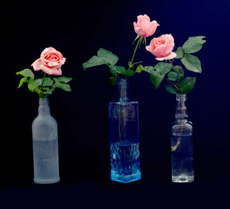 on a black background in bottles are three pink roses, two of which are located next to each other separatelyの写真素材