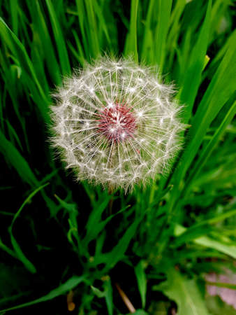 The flowering seeds of the twig I wait for the wind to flyの写真素材
