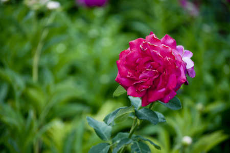 Another song about an open roseの写真素材