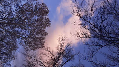 The branches of two trees facing the sky are very beautiful against the background of clouds reddened by the rays of the setting sun.の写真素材