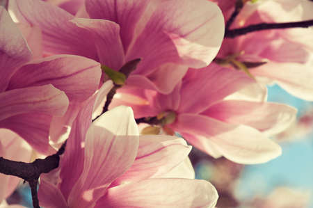 Flowers of magnoliaの写真素材