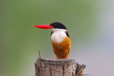 Black-capped Kingfisherの写真素材