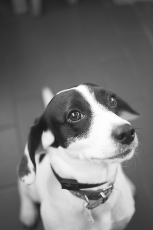 Black and white little dog portrait photo looking at the camera.の写真素材