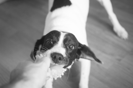 Black and white little dog portrait photo looking at the camera.の写真素材