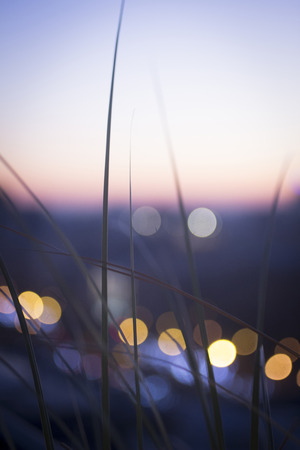 Wild grasses sunset silhouette color photo with sky and city car traffic lights defocused.の写真素材