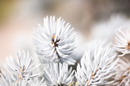Pine tree branch pines closeup macro photo in Spring Easter time.の写真素材