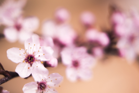 Beautiful cherry tree blossom branch flowers and petals closeup macro photo in Spring Easter time.の写真素材