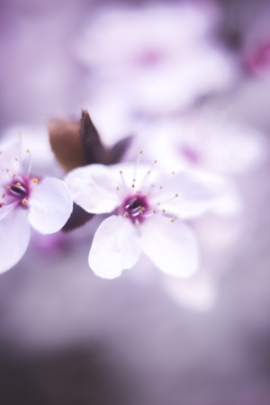 Beautiful cherry tree blossom branch flowers and petals closeup pink and purple macro photo in Spring Easter time.の写真素材