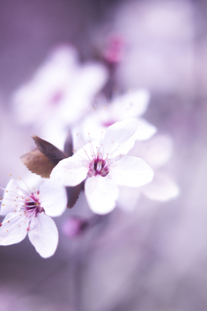 Beautiful cherry tree blossom branch flowers and petals closeup pink and purple macro photo in Spring Easter time.の写真素材
