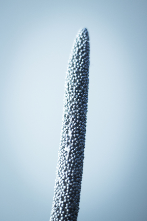 Orthopedics and Traumatology surgery hip replacement surgical titanium metal implant close-up isolated.の写真素材