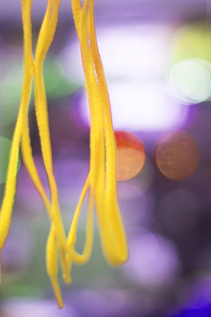 Sports colored shoe laces from inline roller skates in retail store isolated new.の写真素材