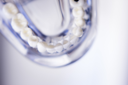 Dentists tooth plastic model used for teaching, learning and patient consultations in dental office showing teeth and gums.の写真素材