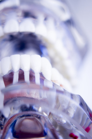 Dentists tooth plastic model used for teaching, learning and patient consultations in dental office showing teeth and gums.の写真素材