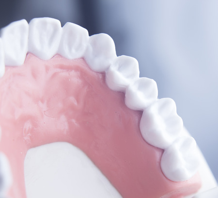 Dental tooth dentistry student learning teaching model showing teeth, roots, gums, gum disease,...