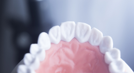 Dental tooth dentistry student learning teaching model showing teeth, roots, gums, gum disease, tooth decay and plaque.の写真素材
