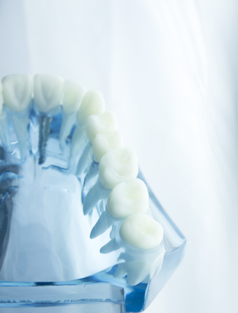Dental tooth dentistry student learning teaching model showing teeth, roots, gums, gum disease, tooth decay and plaque.の写真素材